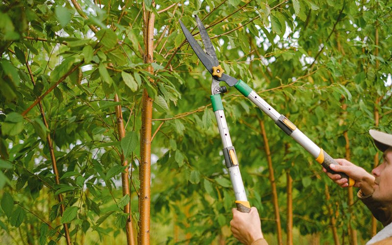 Tree trimming in Servia, IN