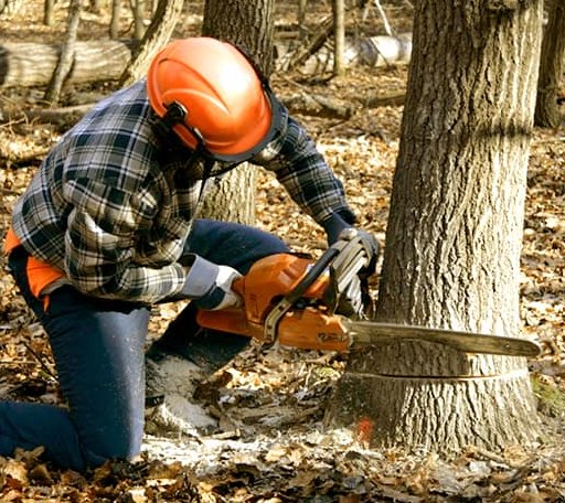 Tree Removal in Servia, IN